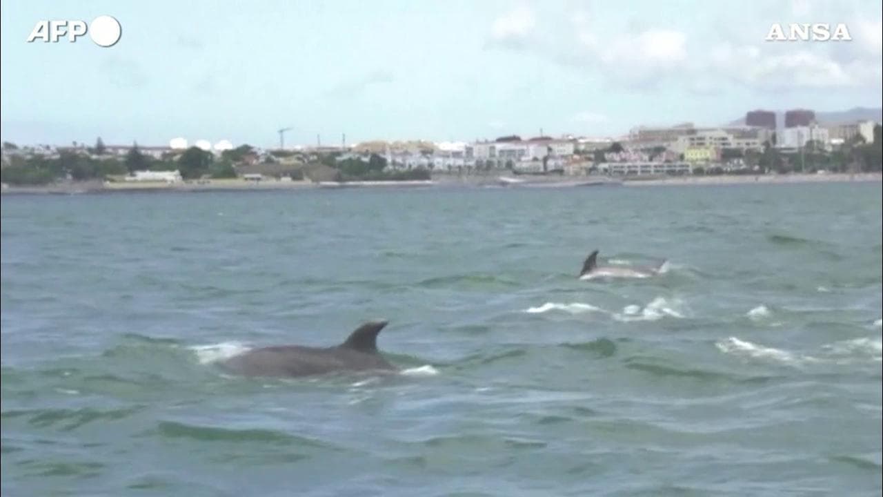 Tornano i delfini nel fiume di Lisbona: meno navi sul Tago dopo il Covid