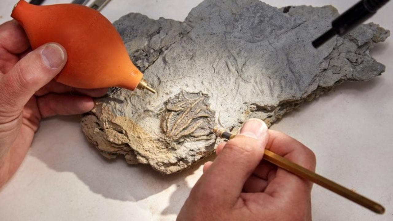Inghilterra, paleontologi dilettanti scoprono la 'Pompei del giurassico' grazie a Google Earth