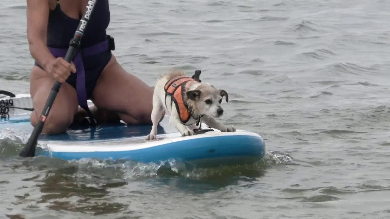 Inghilterra, i campionati di surf con cane: la bizzarra gara nelle acque della Manica