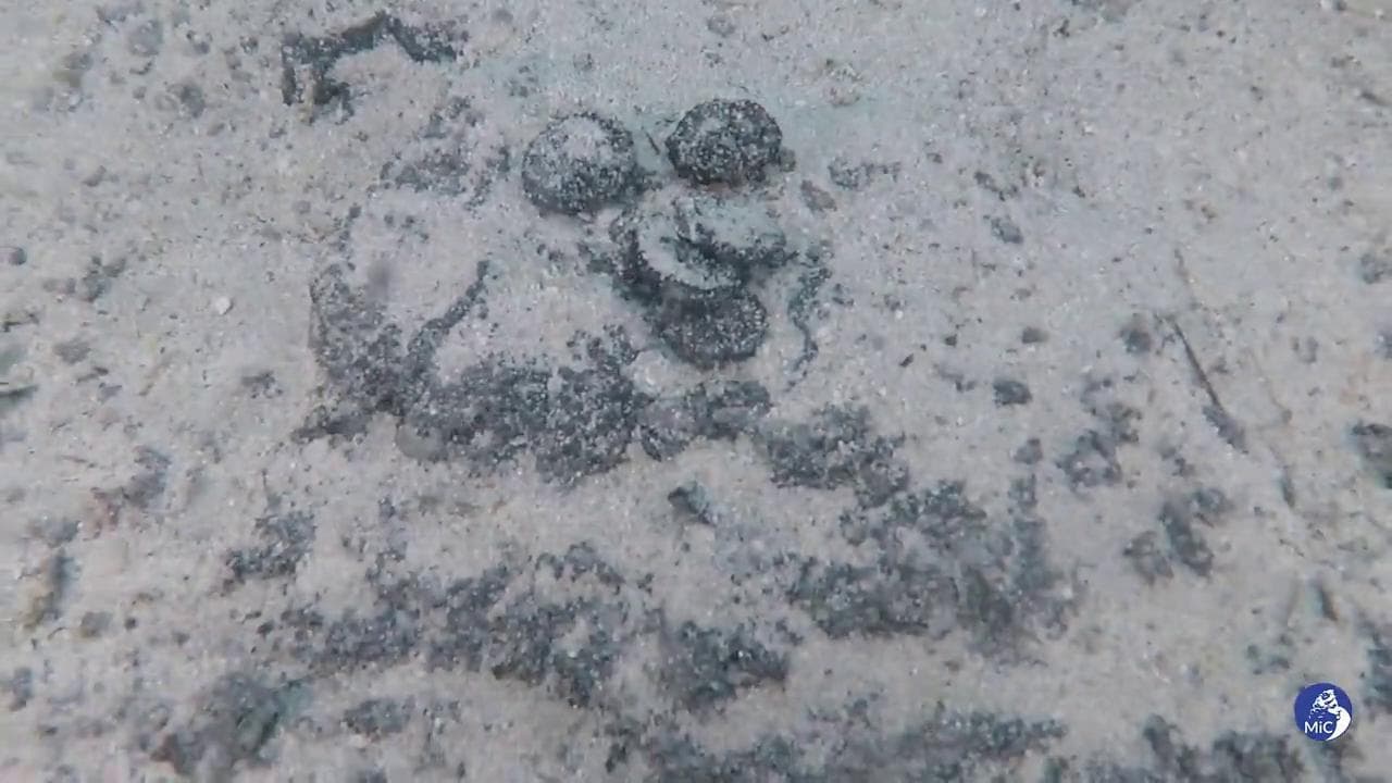 Sardegna, un tesoro in fondo al mare: scoperto deposito con 50mila monete del IV secolo