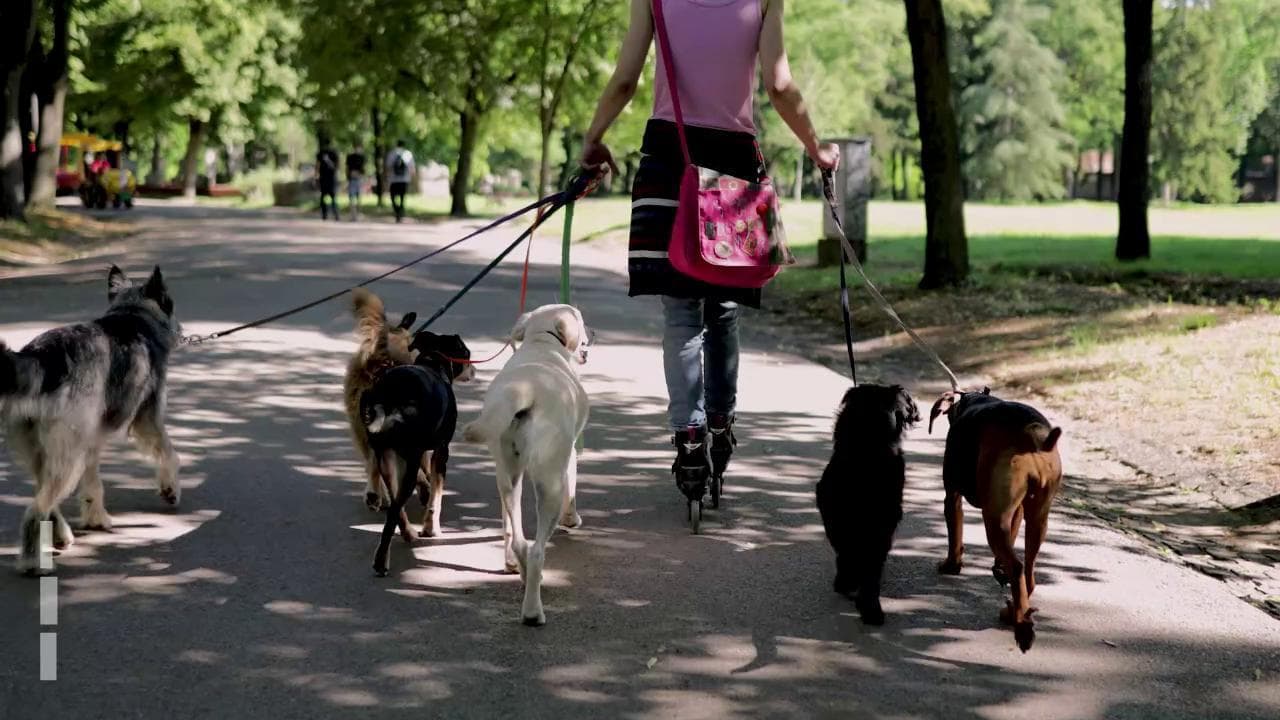 "Borghi Dog": così le vacanze diventano pet friendly