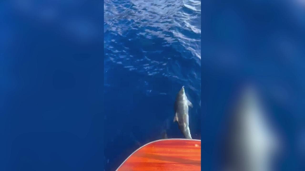 Dodici piccoli delfini a Punta Campanella, gara con la barca