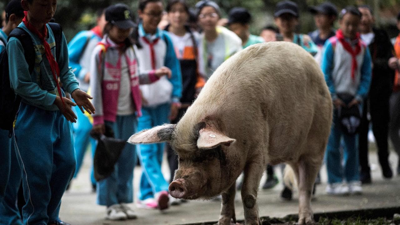 Addio al maialino  Zhu, il più famoso della Cina: era sopravvissuto sotto le macerie di un sisma di magnitudo 7,9