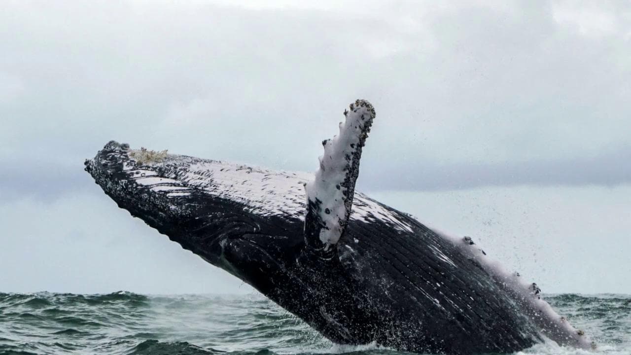 Usa, il racconto del pescatore inghiottito da una balena: "Così mi sono messo in salvo"