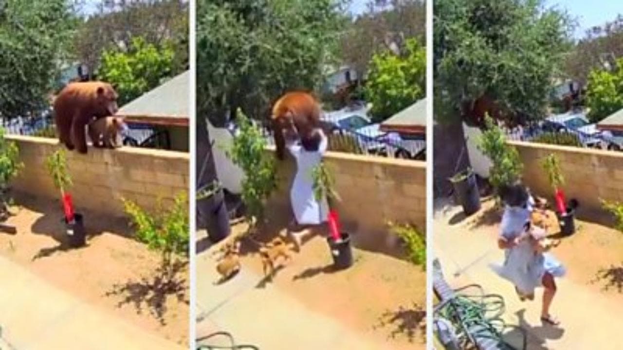 California, teenager affronta un orso per salvare i suoi cani