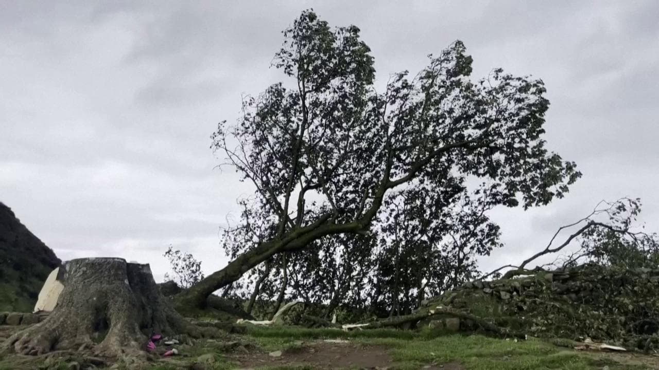 Gran Bretagna, l'albero di Robin Hood non c'è più: vandalo abbatte l'albero centenario