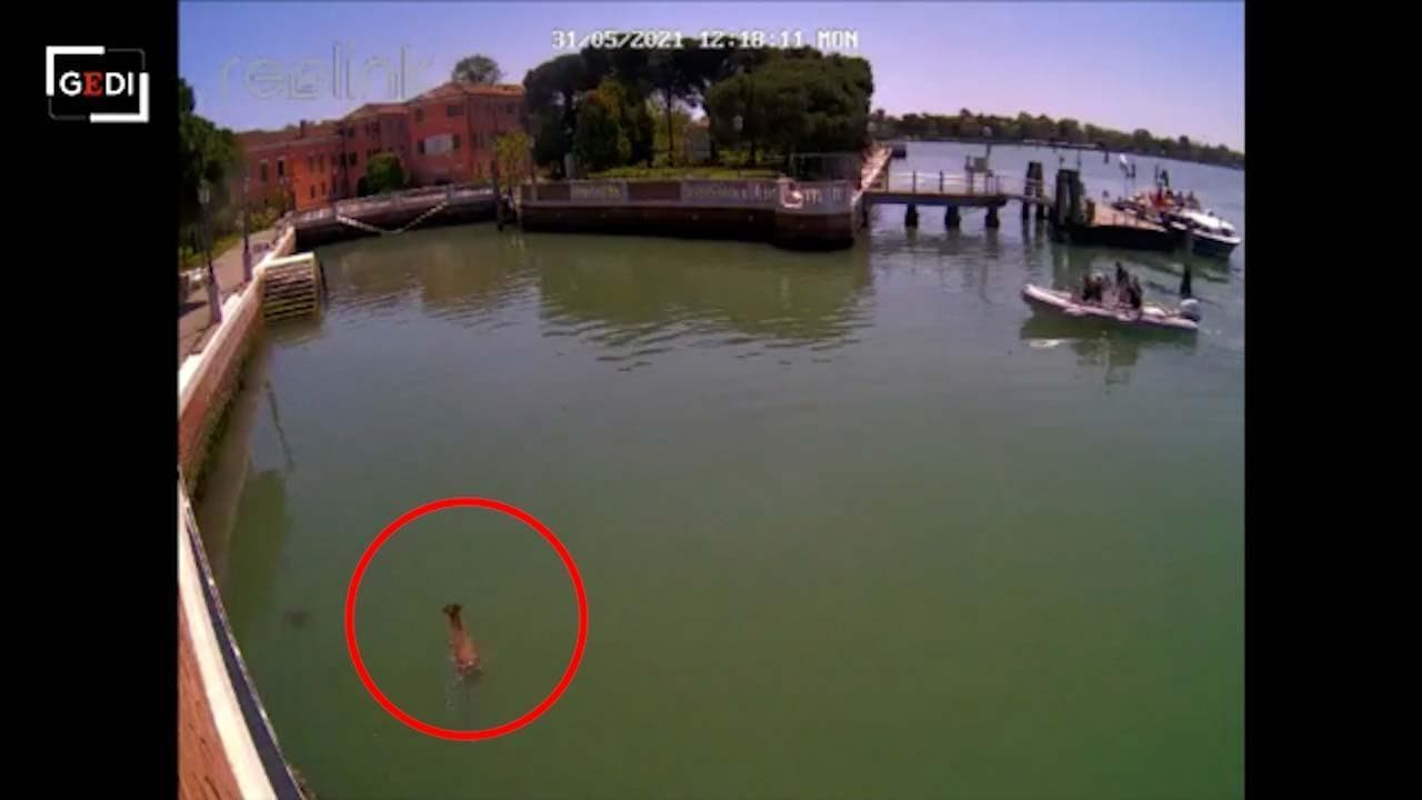 Stupore a Venezia, cucciolo di capriolo arriva a nuoto e si mette in salvo