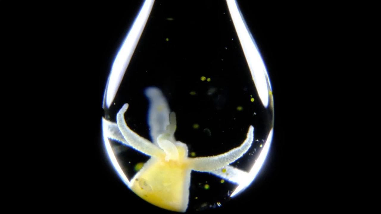 La vita microscopica svelata in video: dal cuore di un pesce appena nato alle cellule uccise dal Covid