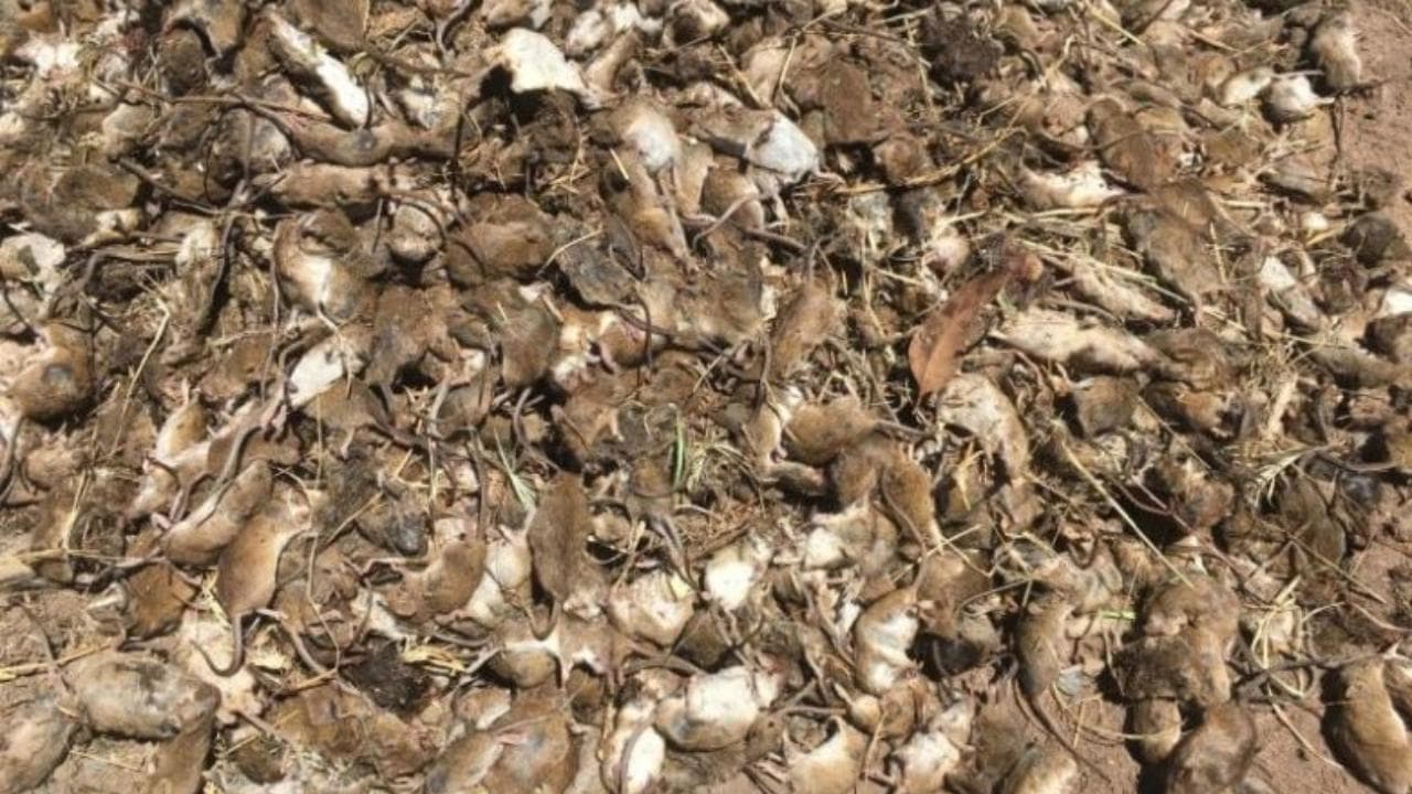 Invasione di topi in Australia, le origini della piaga: "Perdita economica per 100 mln di dollari"