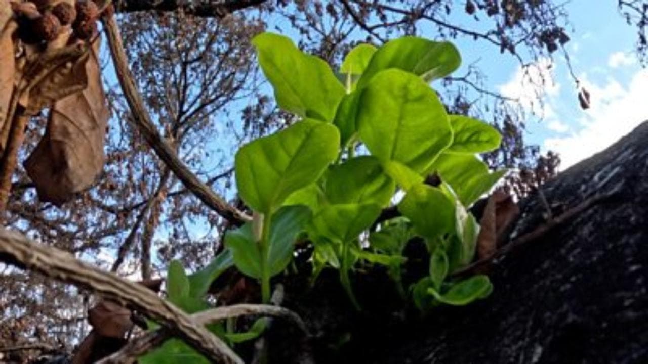 L'albero centenario delle Hawaii sembra ancora vivo dopo l'incendio che ha distrutto Maui donando speranza