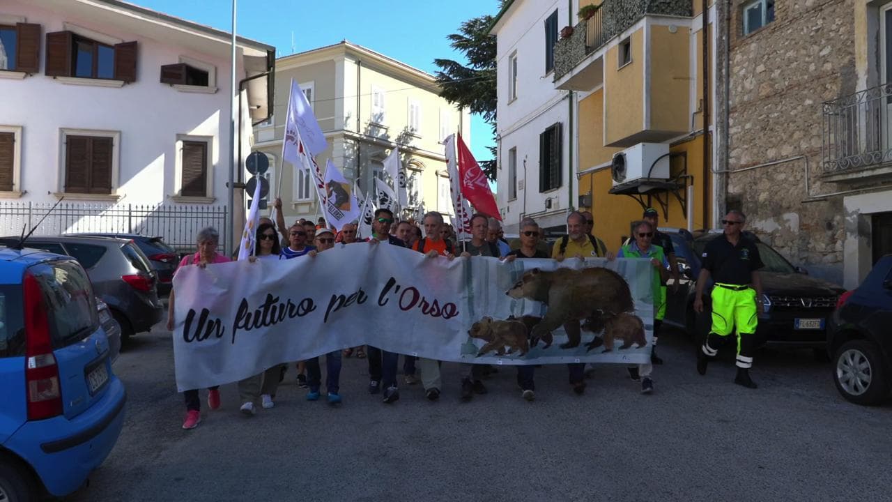 Pescina (L'Aquila), gli animalisti nelle strade di Amarena e dei suoi cuccioli: "Noi stiamo con l'orso"