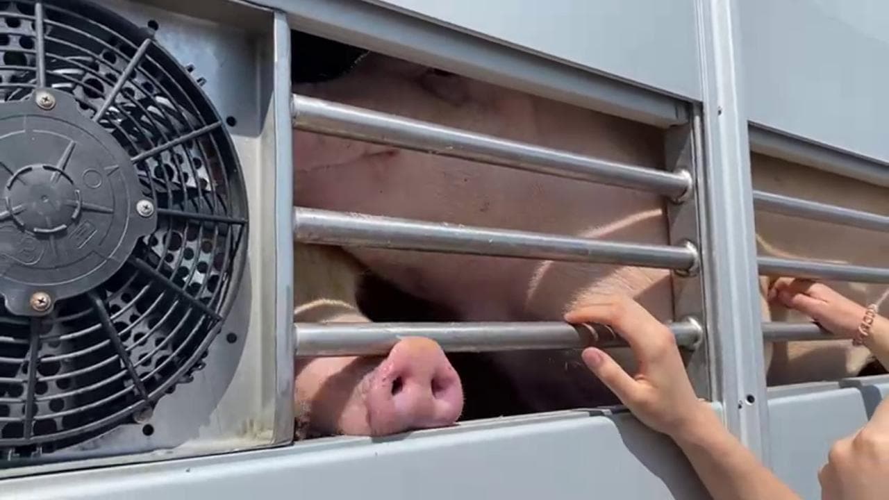 La manifestazione di Animal Save di fronte a un mattatoio di Cremona