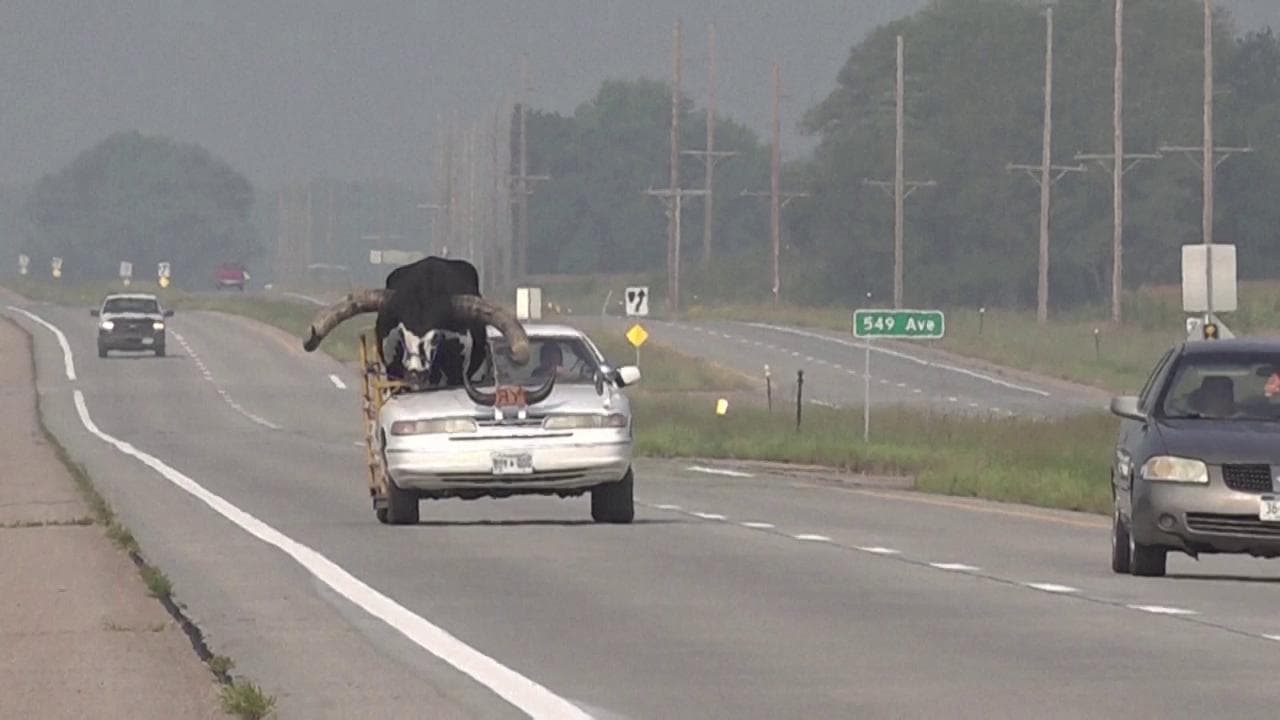 Nebraska, viaggia con un enorme toro nell'auto. La polizia: "Mai vista una scena così"