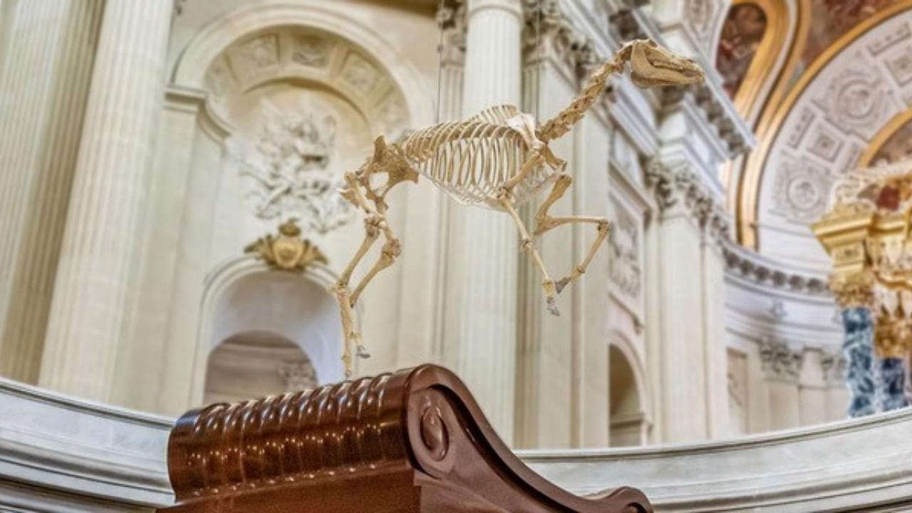Anniversario Napoleone, sulla tomba lo scheletro del cavallo più amato: i francesi si dividono