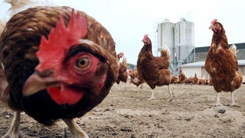 Pseudopeste aviaria in Brasile: stop all’esportazione di pollame in 44 Paesi