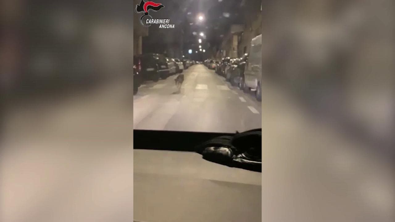 Ancona, i carabinieri si imbattono in un lupo nel centro della città