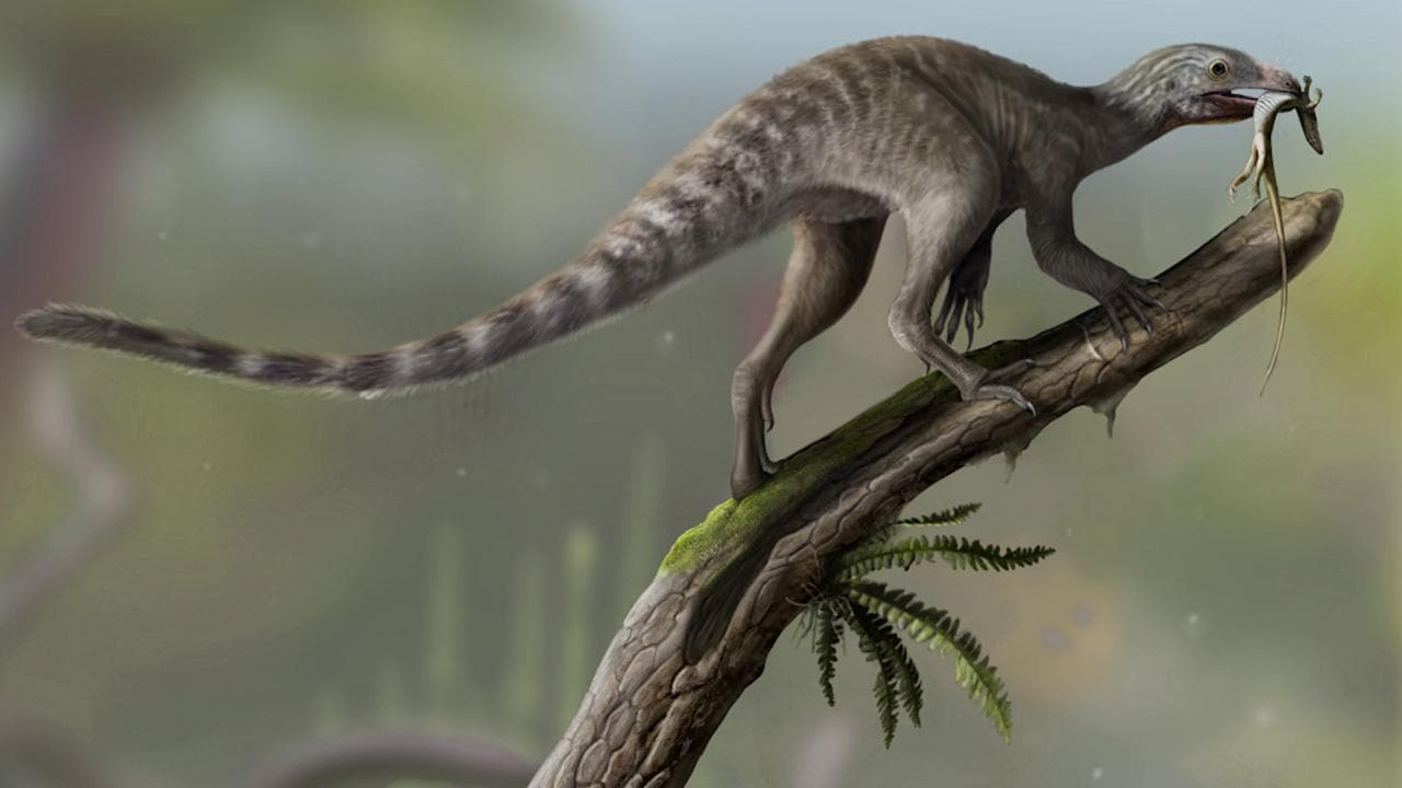 Nuovi indizi sulle origini dei pterodattili grazie al fossile di un "rettile coniglio" che non volava