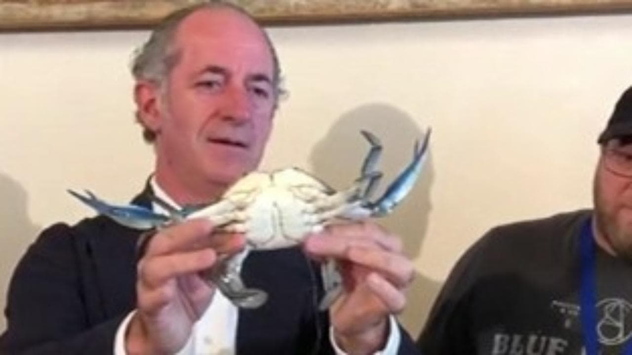 Zaia e la battuta sui granchi blu mostrati in conferenza stampa: " È maschio? Ho visto il...."