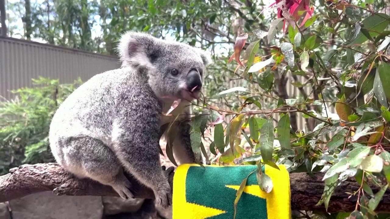 Calcio femminile, la koala Matilda dà i pronostici: l'Australia vincerà con l'Inghilterra