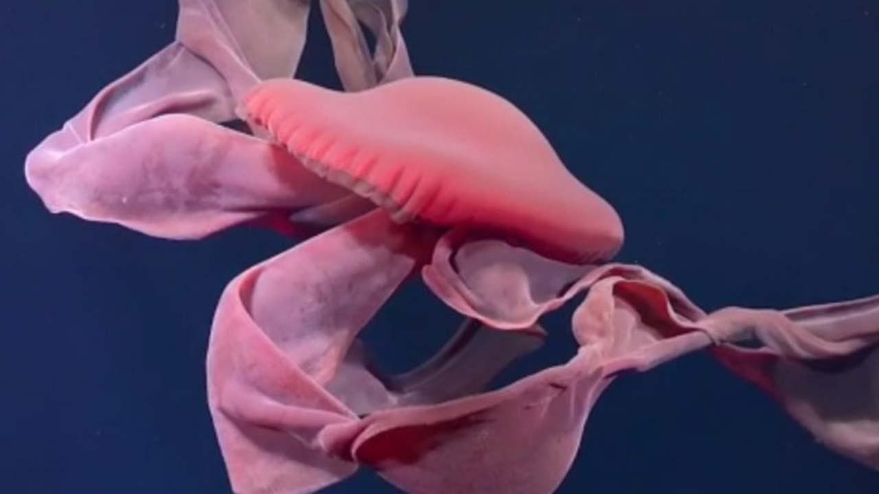La vita nell'habitat oceanico infernale: filmati gli "strani animali" nell'acqua bollente a 371 gradi