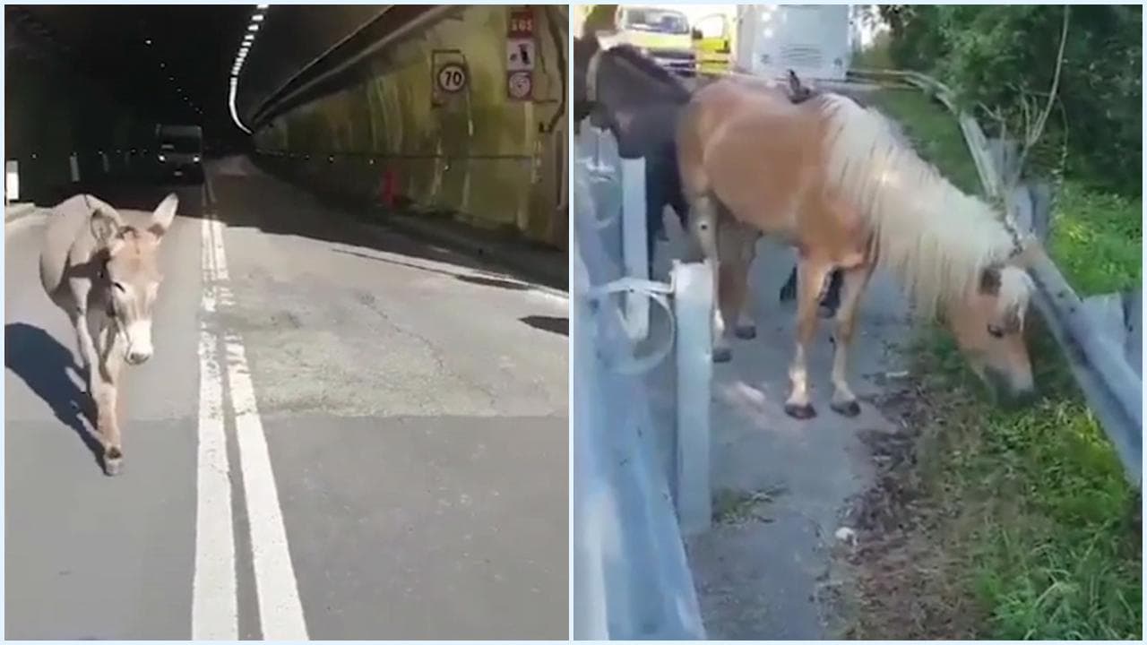 Due cavalli e un asino vagano sulla statale in Liguria: l'Anas li salva