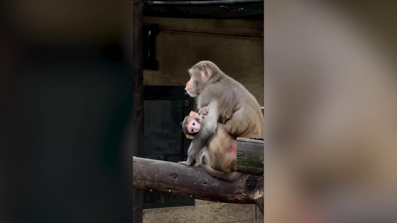 Ritrovato il baby macaco sottratto alla mamma