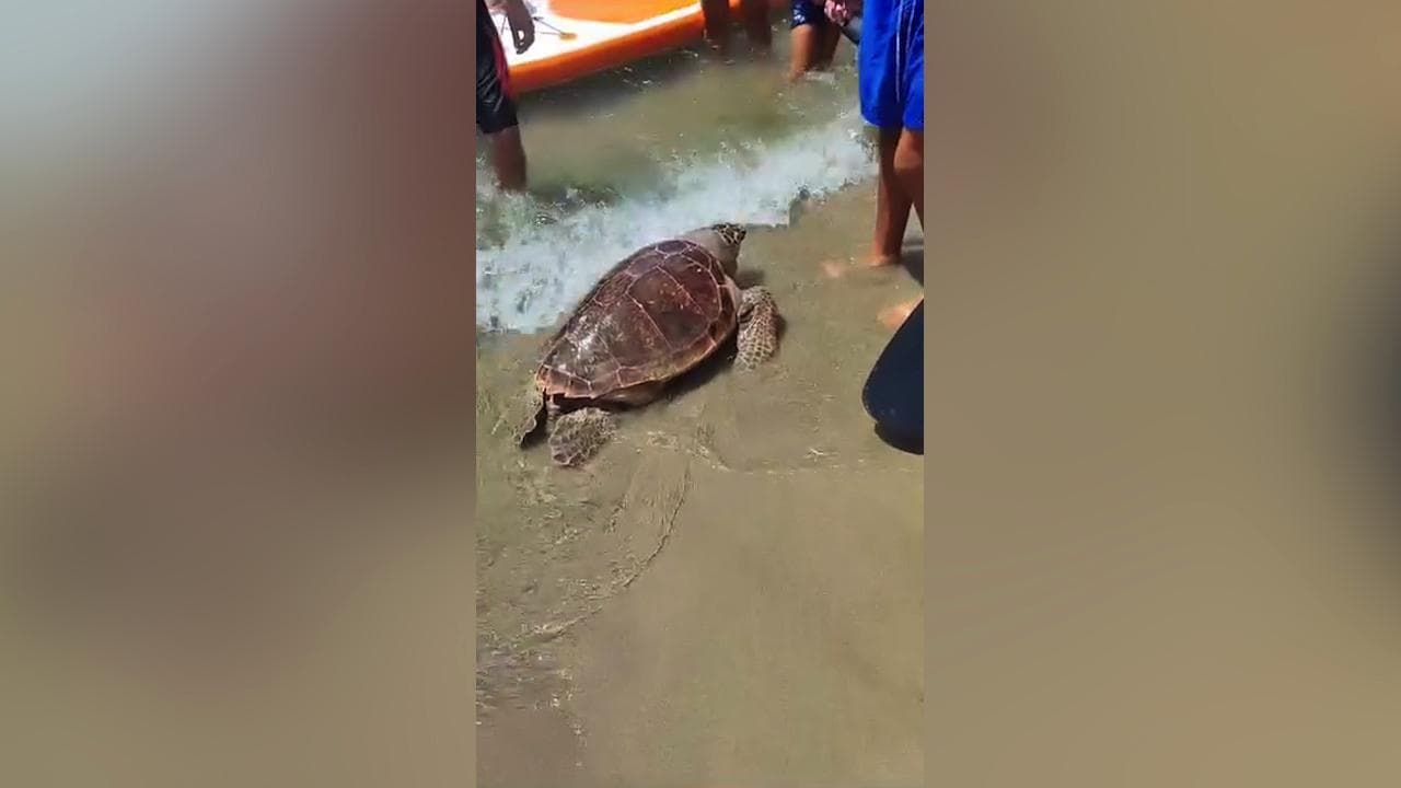 Tartarughe marine spiaggiate