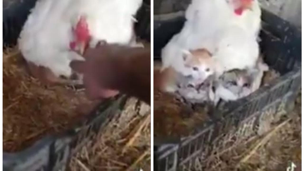 La gallina fa da madre adottiva dei tre gattini rimasti orfani, il video è virale