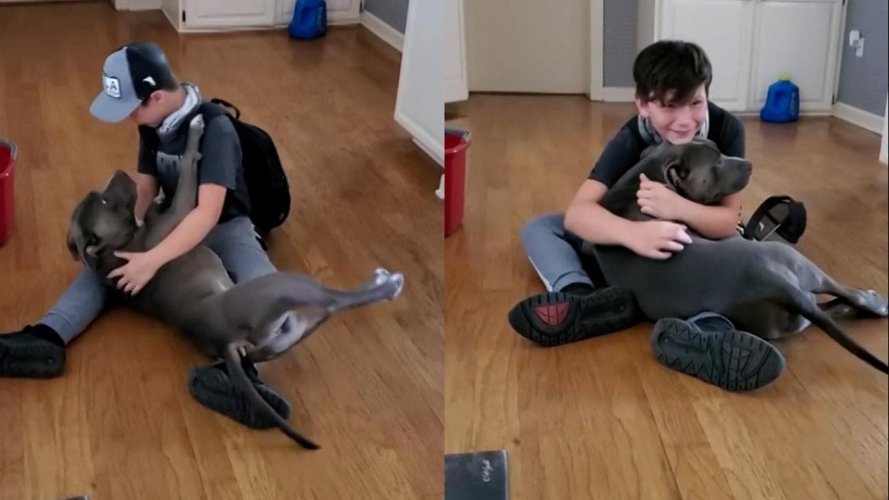 Florida, l'emozione del bambino che rivede il suo cane scomparso per due mesi