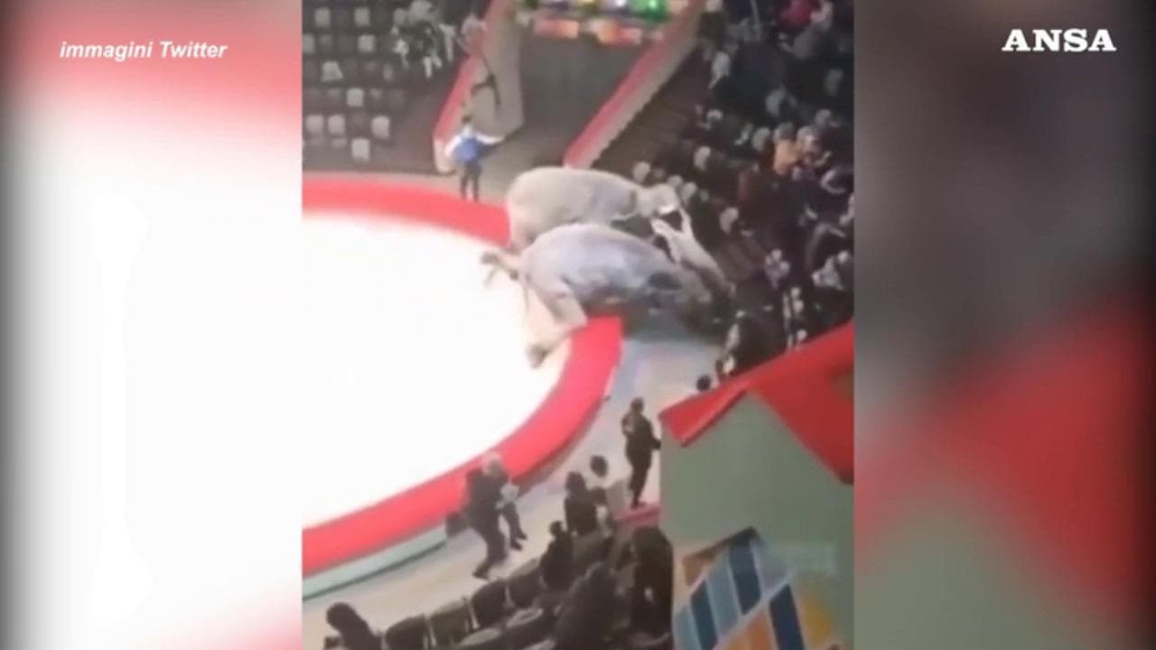 Russia, due elefanti ingaggiano una lotta durante lo spettacolo circense: è panico tra gli spettatori