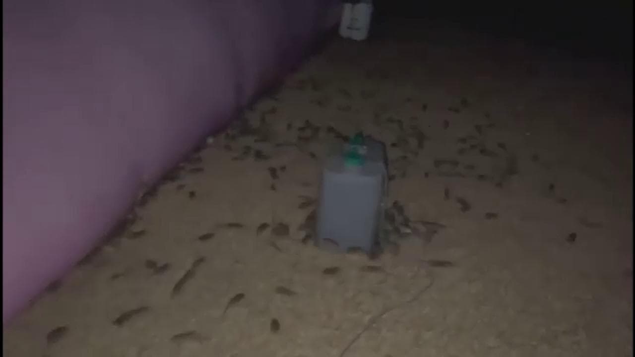 Australia, invasione di topi in molte città: le immagini impressionanti girate in una fattoria