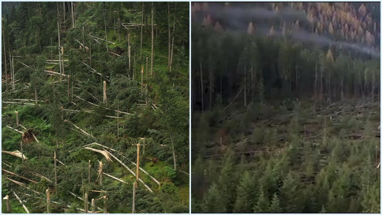 Maltempo in Cadore, le immagini dal drone mostrano la distesa di alberi abbattuti: il confronto con Vaia
