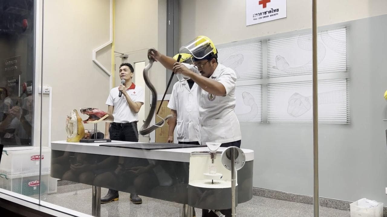 Thailandia, gli scienziati alle prese col cobra: ecco la fabbrica degli antidoti