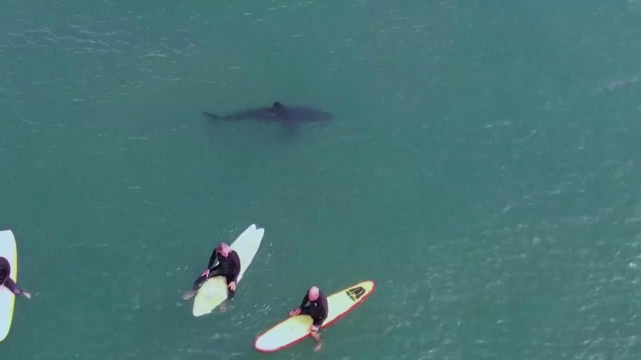California, squalo bianco nuota tranquillo accanto ai surfisti: la sorpresa nelle riprese del drone
