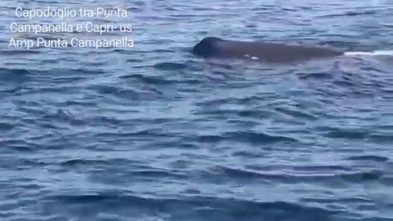 Un capodoglio tra Punta Campanella e Capri