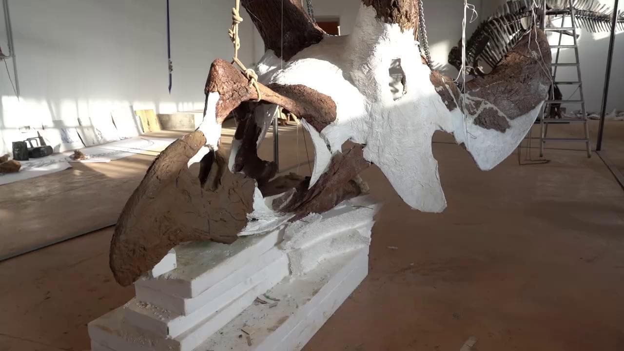 A Trieste si ricostruisce il dinosauro "Big John": è il triceratopo più grande mai rinvenuto
