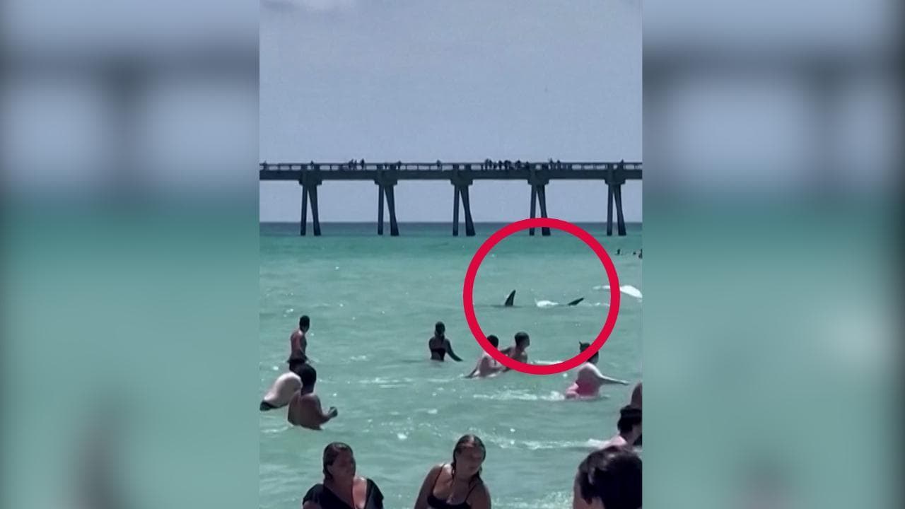 Florida, squalo nuota vicino alla riva: bagnanti spaventati fuggono sulla spiaggia
