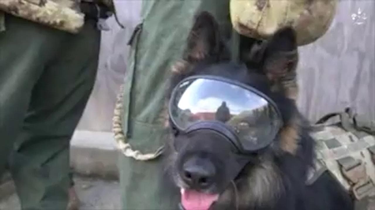 Occhialoni e giubbotto antiproiettile: ecco i cani paracadutisti d'assalto dell'esercito