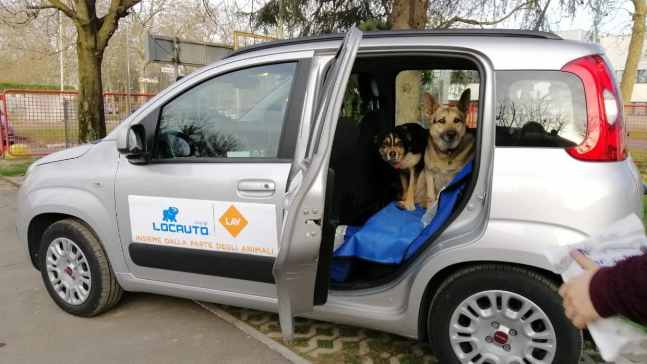 Se il mondo del noleggio arriva in soccorso degli animali