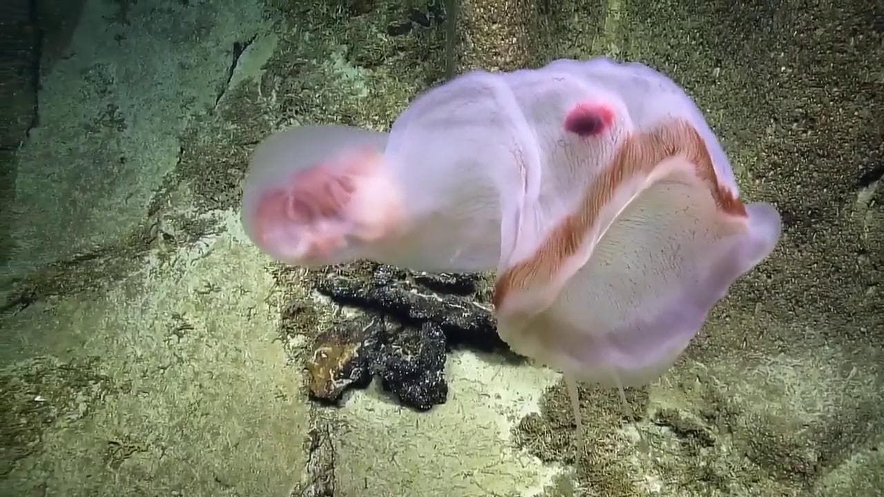 La creatura in grado di cambiare forma e diventare invisibile a 790 m nel Pacifico: il video virale