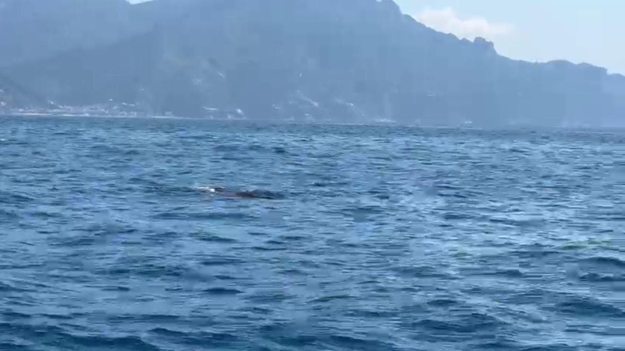 Due capodogli, che giocano tra loro, avvistati nei giorni scorsi a Positano