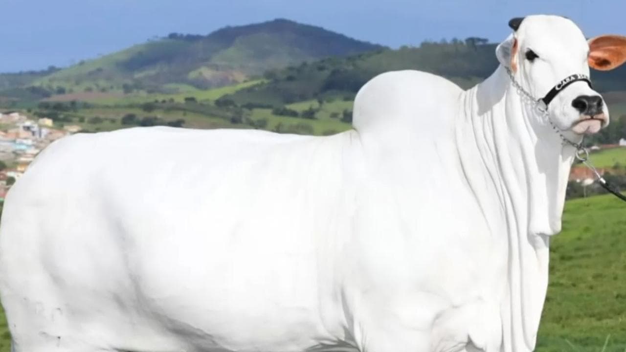 Vendono all'asta "metà" mucca per milioni di dollari: è l'animale più costoso del mondo