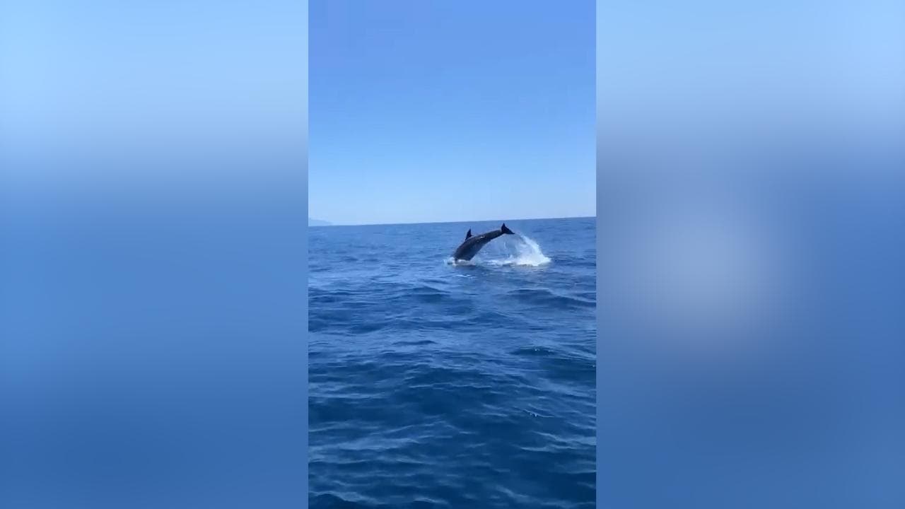 Ischia, la danza dei delfini intorno al castello