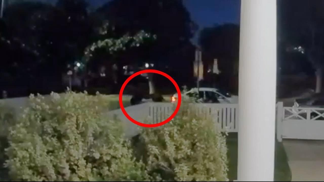 Los Angeles, il video del rapimento dei cani di Lady Gaga: gli spari al dogsitter e poi la fuga