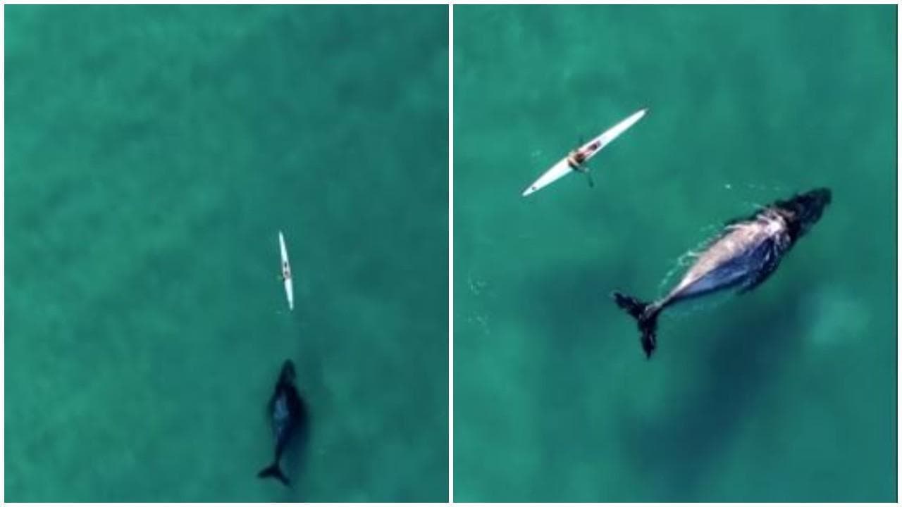 Australia, la balena curiosa insegue e sfiora il kayak nelle acque di Sydney