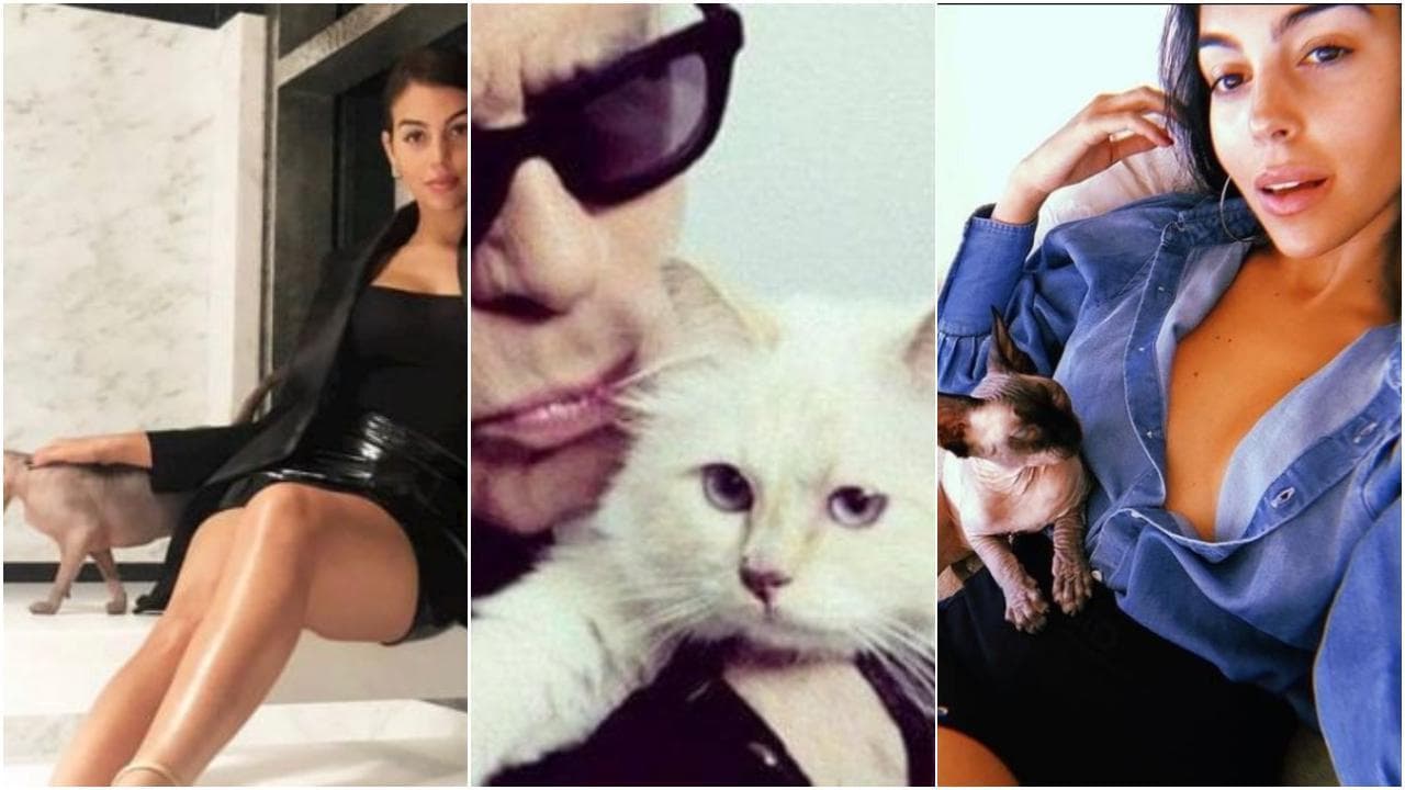 Il gatto di Ronaldo sta male e va in Spagna con jet privato: le 'follie' delle star per gli animali