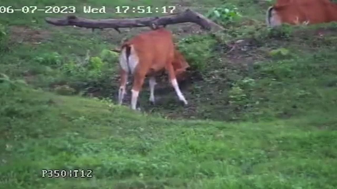 Thailandia: la mucca intelligente che usa il cespuglio per grattarsi la testa
