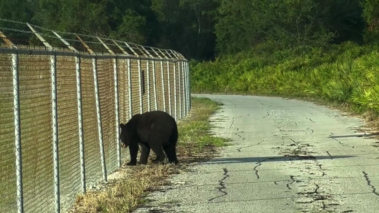 Florida: un enorme orso nero cerca di sfondare la recinzione dell'aeroporto di Tampa
