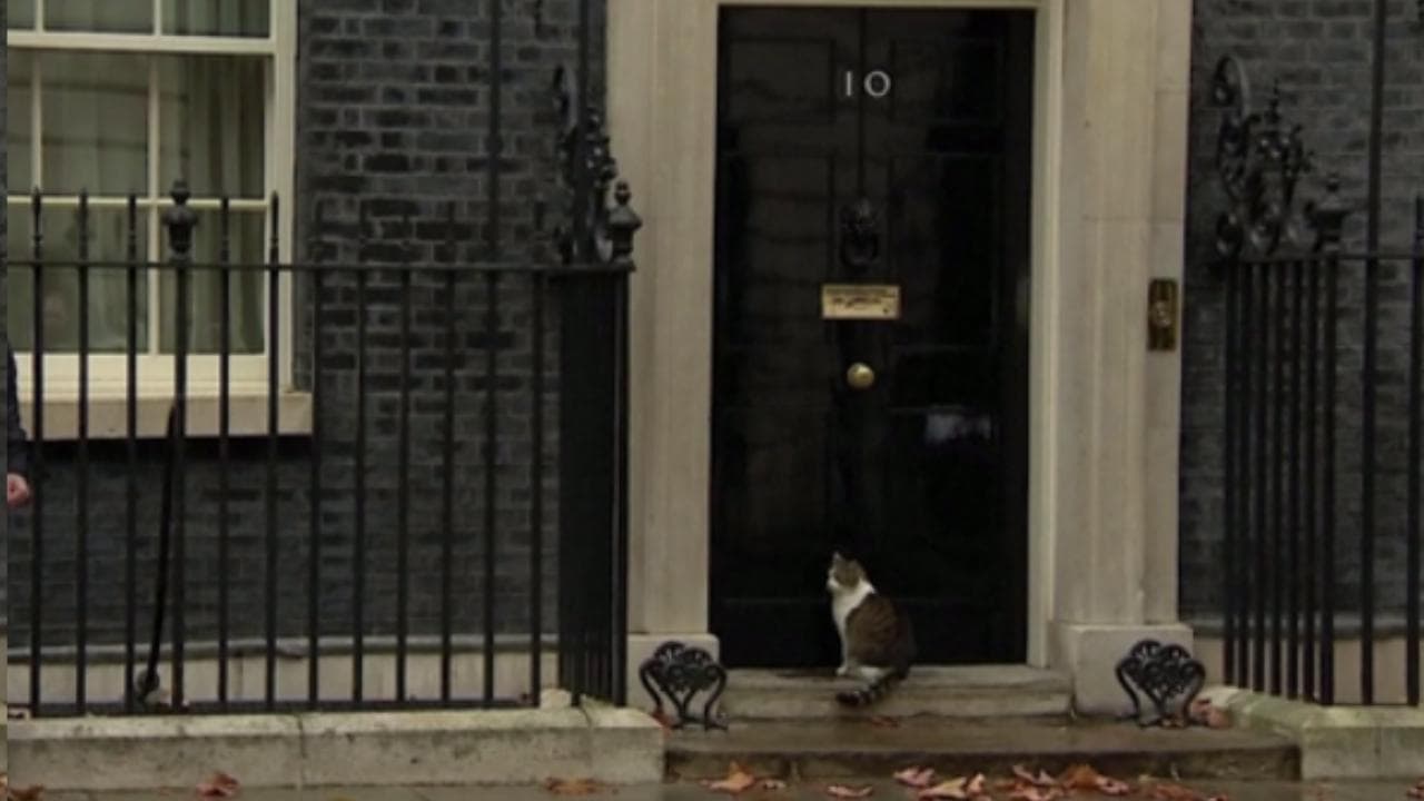 Dieci anni a Downing Street: il gatto Larry ha battuto Churchill