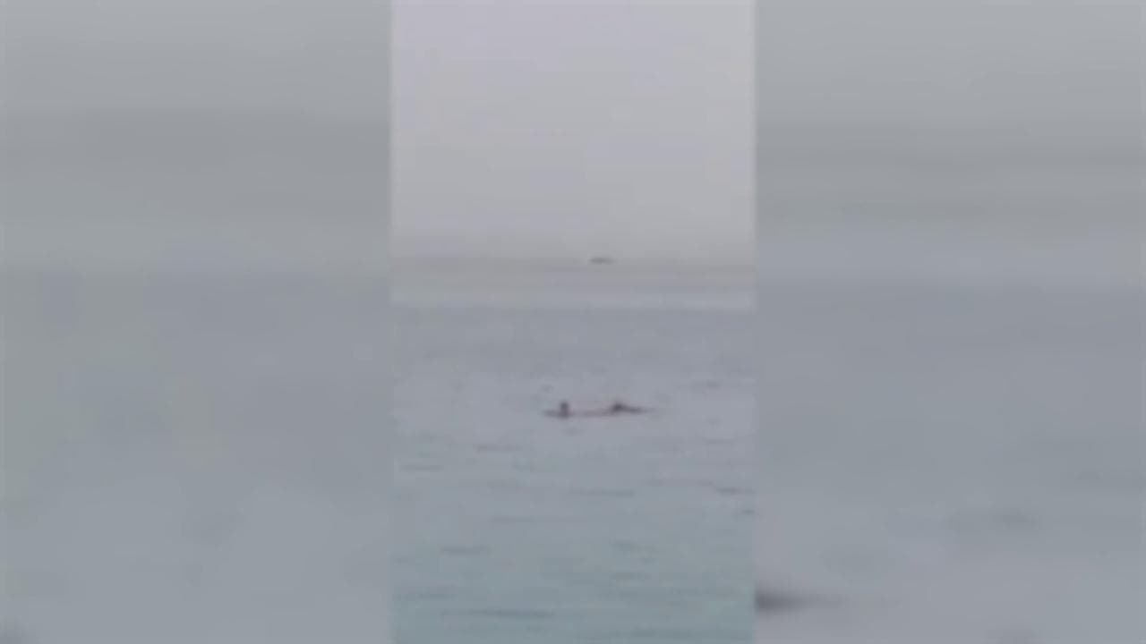 Egitto, 23enne russo ucciso da uno squalo a Hurghada: l'attacco ripreso da un testimone oculare